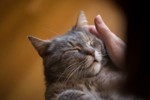 Role of Moisture in a Cat's Nose