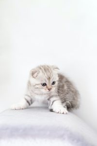 Signs of Dehydration in Kittens