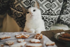 Selecting the Right Kitten Food