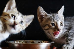 When do kittens start eating food and drinking water guide