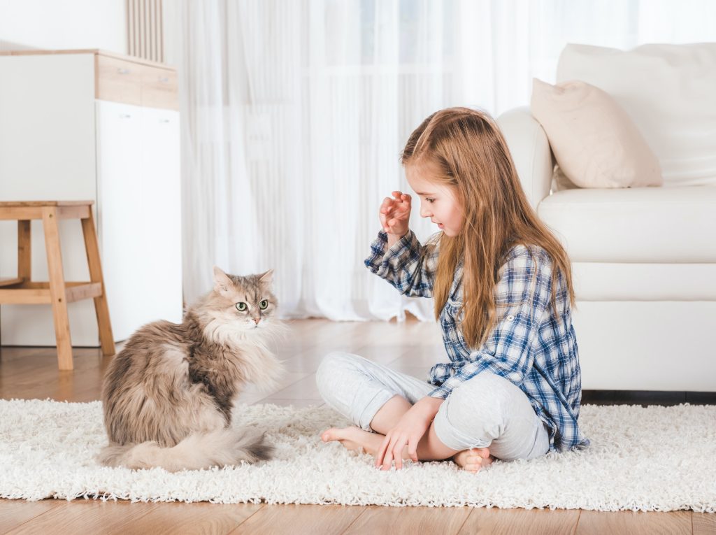 how you can introduce your cats