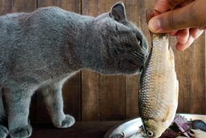 Fish for cat