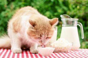 How to Encourage Eating in Kittens
