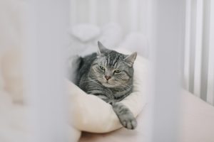 Comfort and Security of Cat