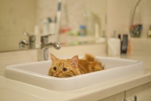 Cat in Spare Bathroom