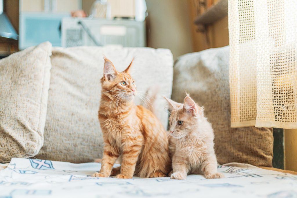 What to Consider When Decoding Cat Sitting Positions
