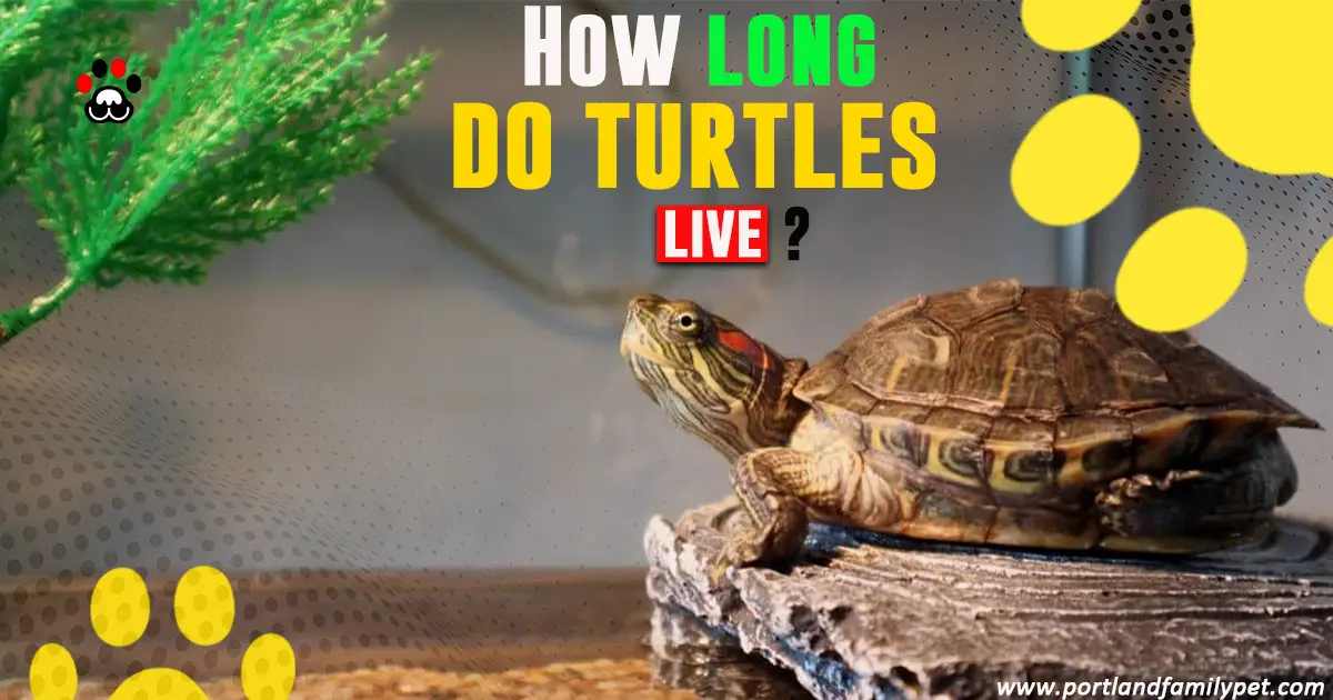 How long do turtles live