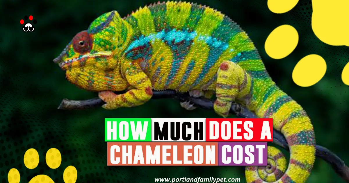 how much does a chameleon cost