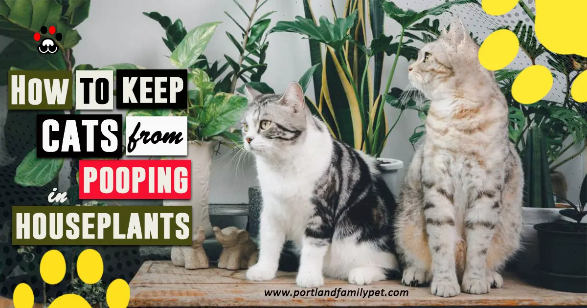 How to keep cats from pooping in houseplants