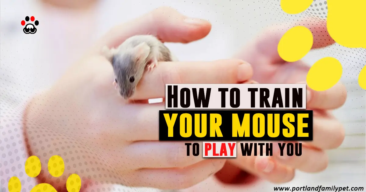 How to train your mouse to play with you