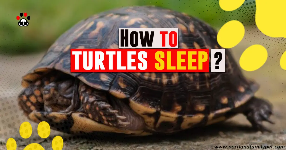 How to turtles sleep