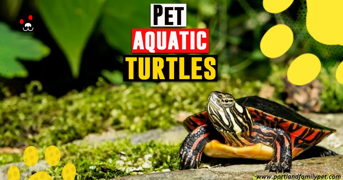 Pet aquatic turtles