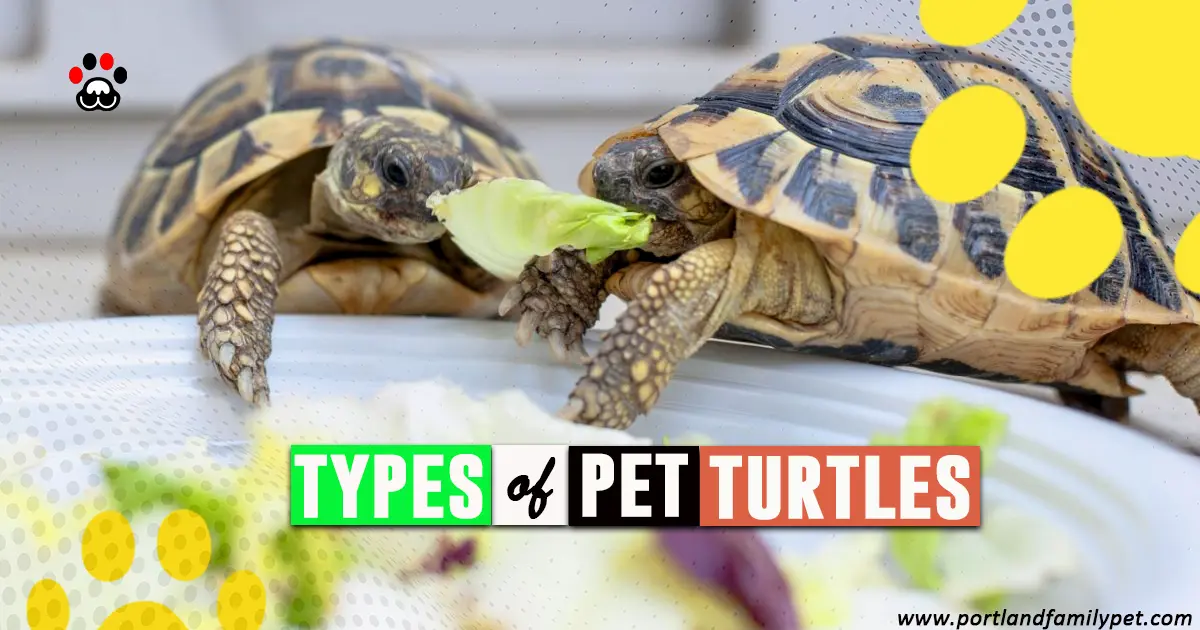 Types of pet turtles