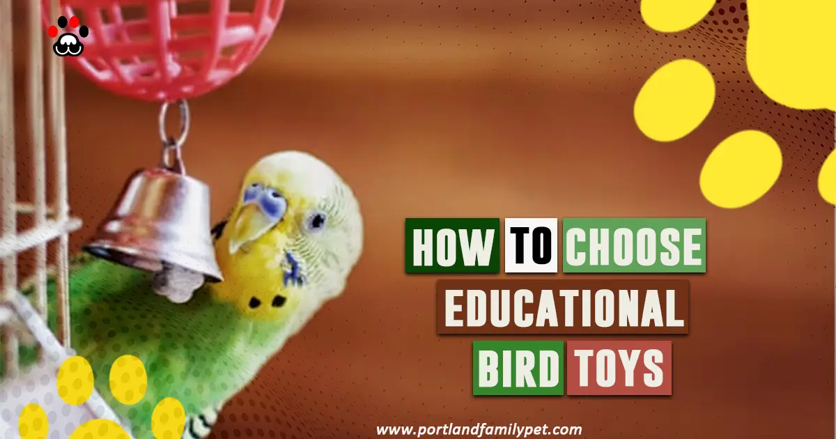 How to choose educational bird toys
