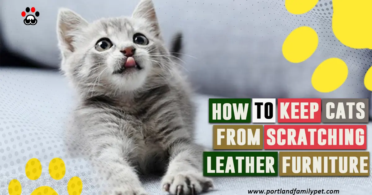 How-to-keep-cats-from-scratching-leather-furnituree