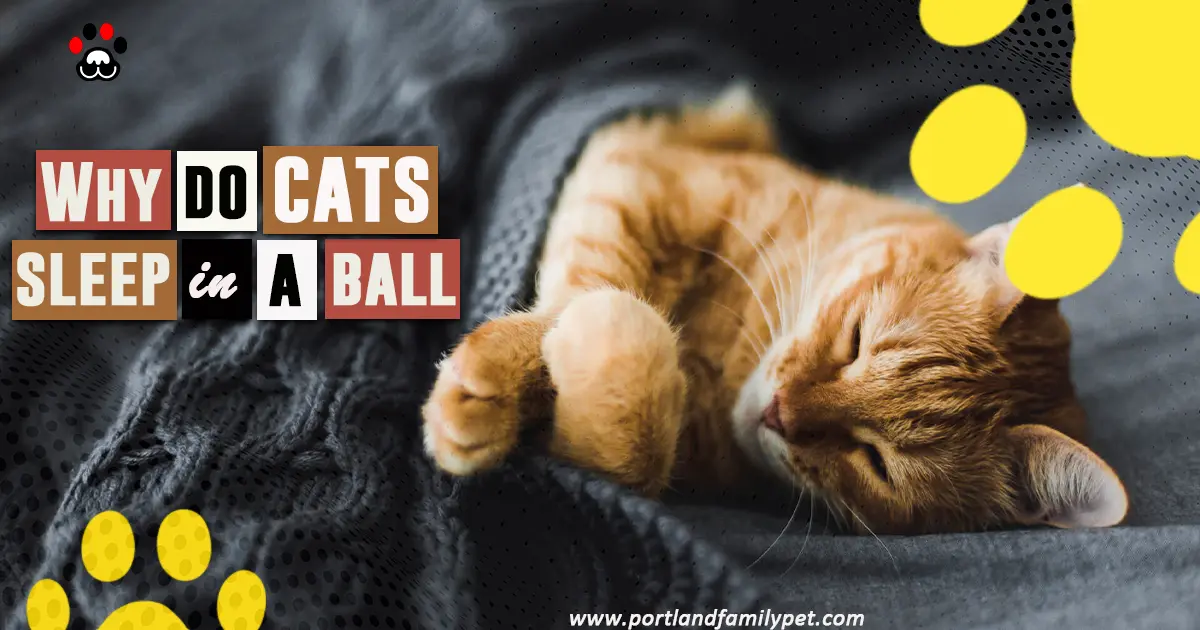 Why do cats sleep in a ball