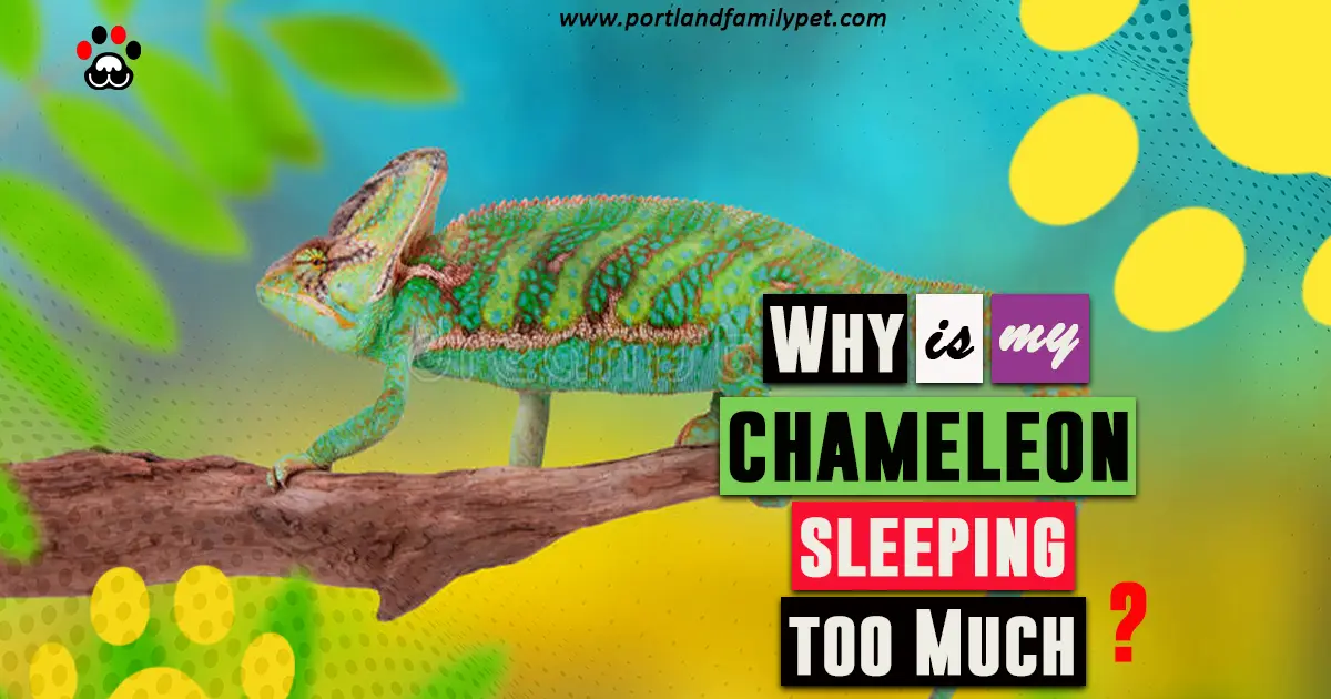 Why is my chameleon sleeping so much.