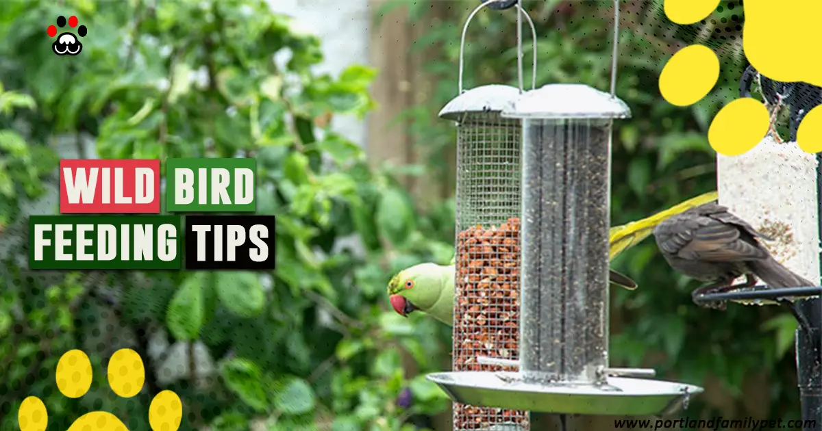 wild-bird-feeding-tips