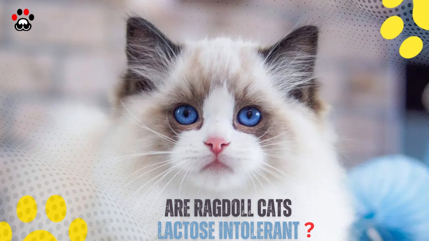 Are Ragdoll cats lactose intolerant