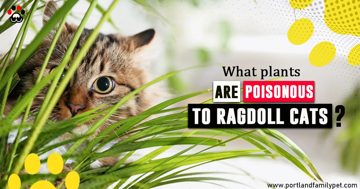 plants are poisonous to ragdoll cats