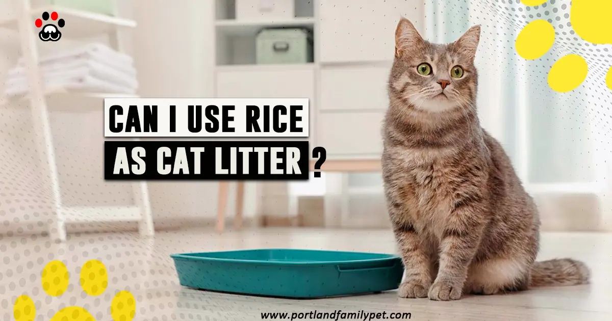 Can i use rice as cat litter