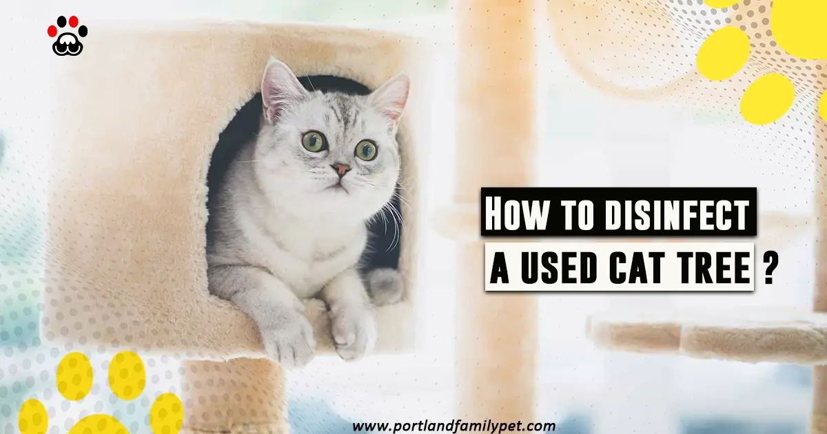 How to disinfect a used cat tree