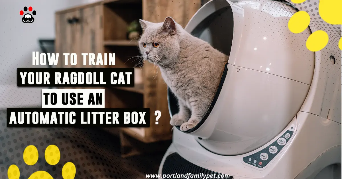How to train your ragdoll cat to use an automatic litter box
