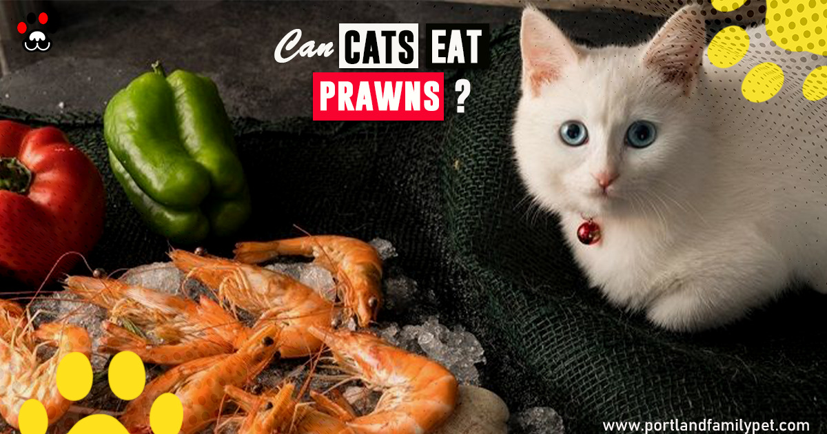 Can cats eat prawns