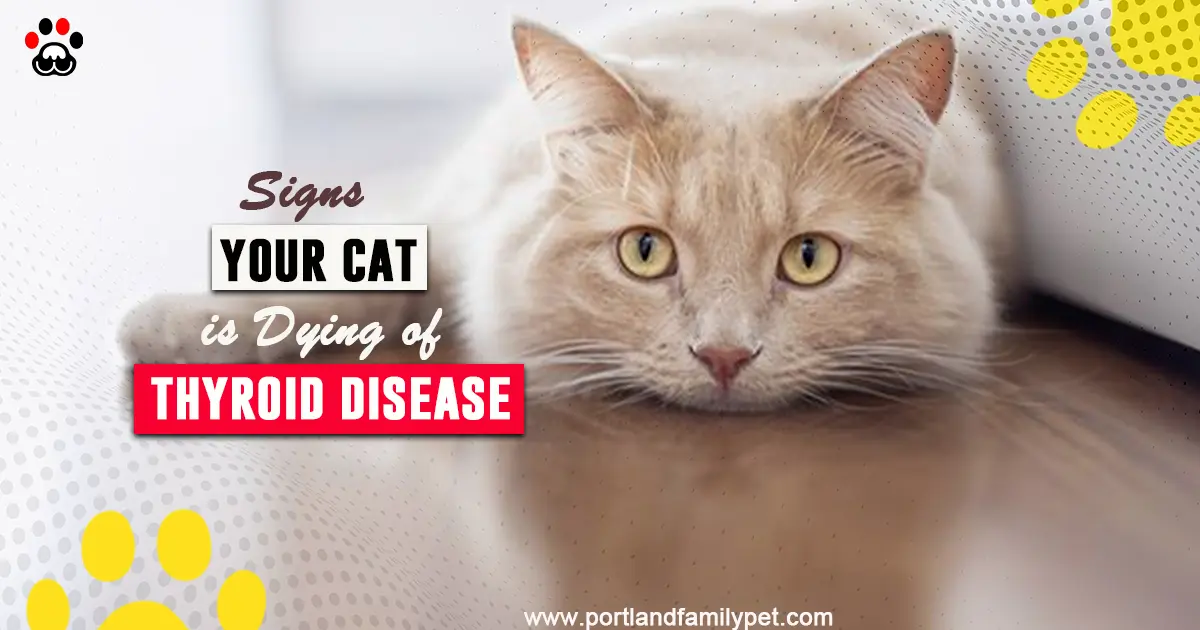 signs your cat is dying of thyroid disease