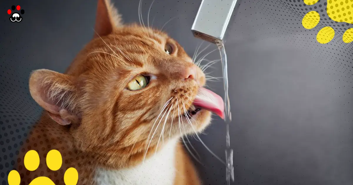 Do Kittens Drink Water
