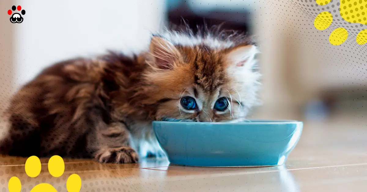 when do kittens start eating food and drinking water