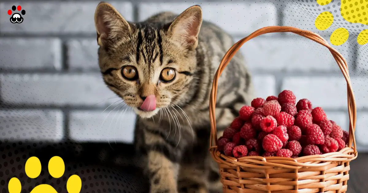 Can cats have raspberries