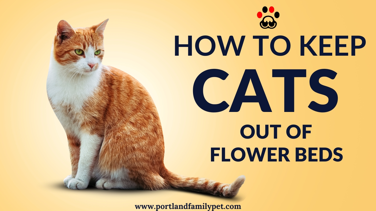 How to Keep Cats Out of Flower Beds