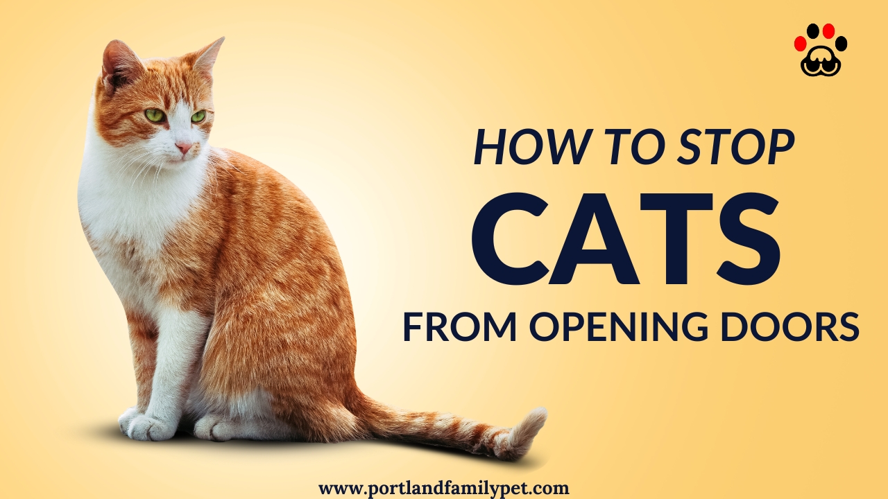 How-to-Stop-Cats-from-Opening-Doors