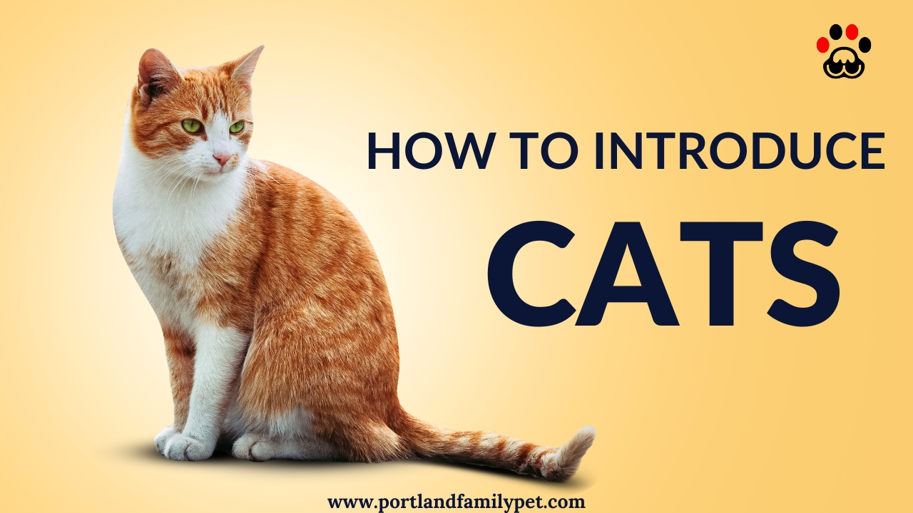 How to introduce cats