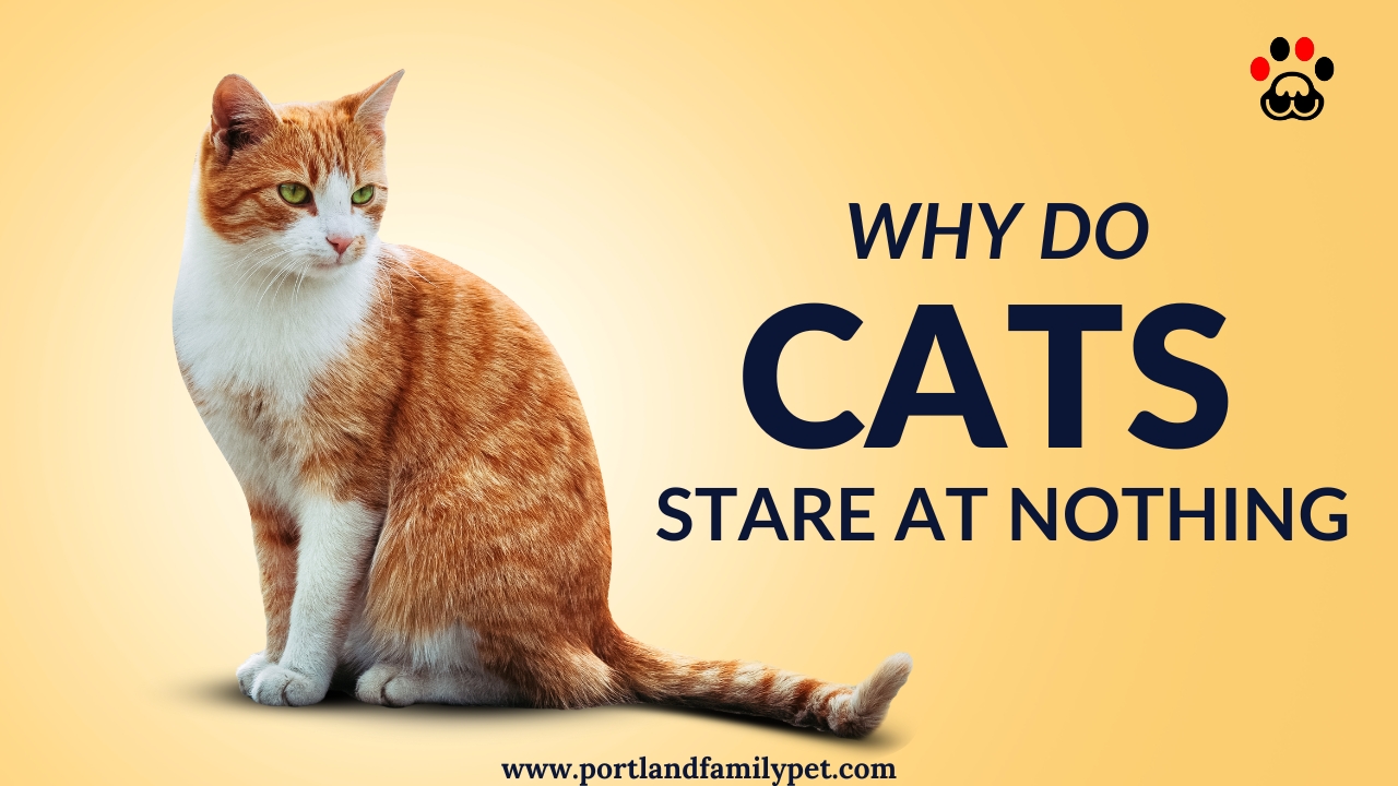 Why do cats stare at nothing